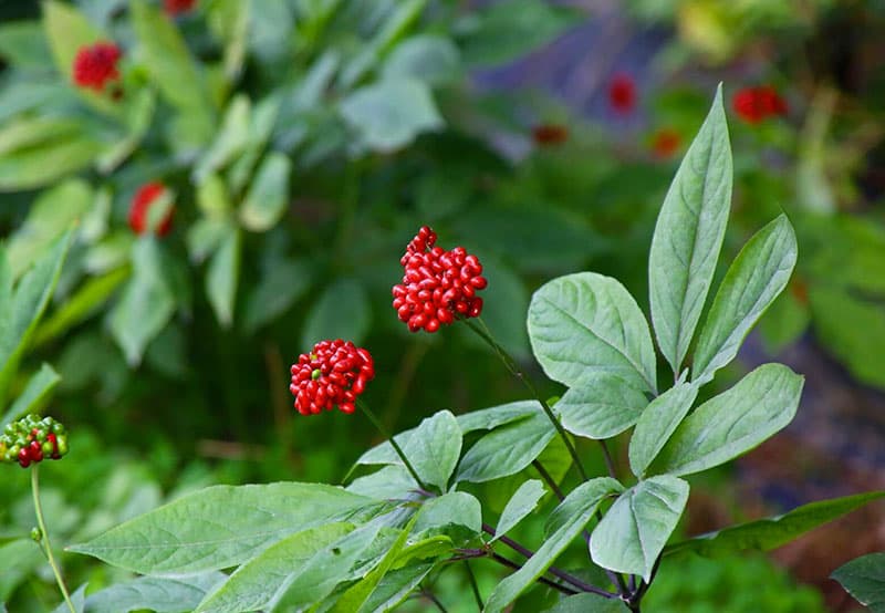 Blüten der Kaffeepflanze